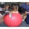 Ballon de rééducation pour chien 