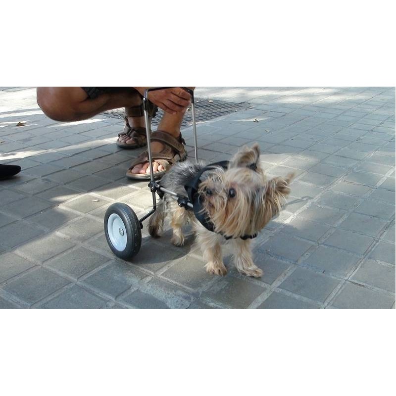 hunde orthopädie