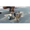 Dog sedia a rotelle