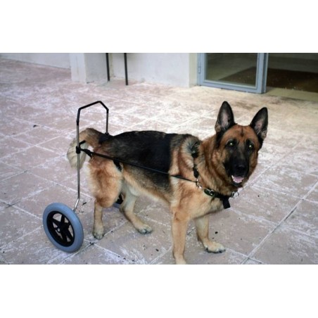 Carrello per cani disabili su misura
