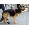 Chaussure pour corriger le knuckling chez les chiens