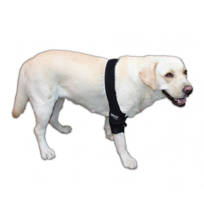 comprar Pack Protector de codo canino - 4 unidades - Productos adicionales