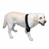 Pack Protector de codo canino