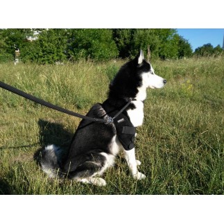 Tutore gomito per cane