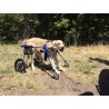 Accesorio ruedas delanteras para perro