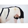 Hip Brace for dysplasia