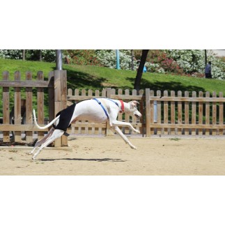 Hip Brace for dysplasia