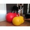 kaufen Physio-Roll Gymnastikball zur Hundephysiotherapie - Rehabilitation