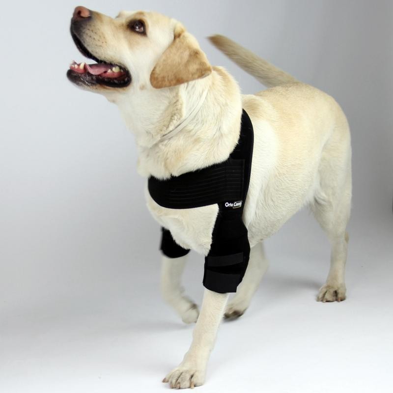 Protection des coudes pour chien, pantalon/pantalon rembourré