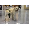 buy Custom Knee Brace for Dogs - Custom joint protection