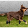 comprar Protector de carpo - Protectores articulares para perros