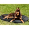 buy Thermal Dog Bed - Technical assistance