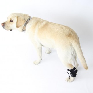 Correcteur proprioceptif pour chien