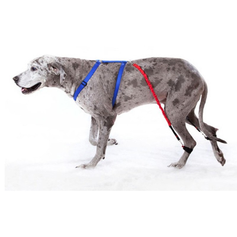 Biko Brace para perro con mielopatía degenerativa o ataxia