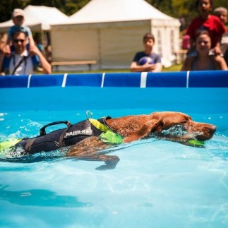 Arnés multifuncional para perro Julius K-9