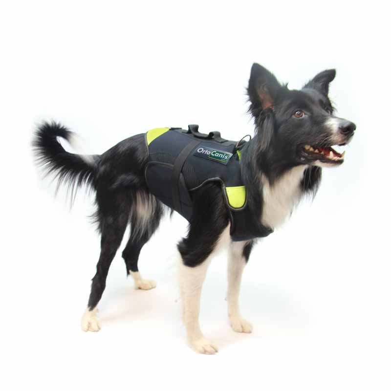 Julius k9 puppy outlet