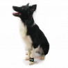 Peso potenziamento muscolare in cani