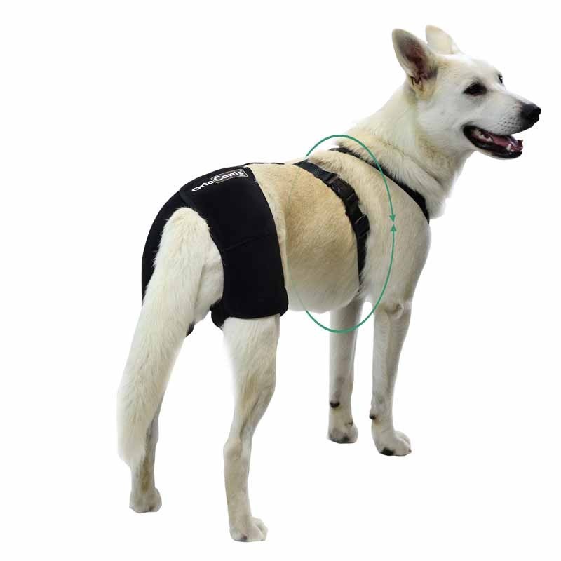 Ortocanis Hip Brace For Dogs With Dysplasia - Diy Knee Brace For Dogs