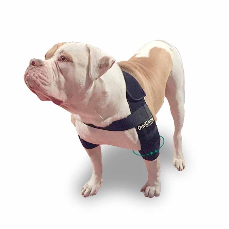 Neoally Coudière de protection pour chien pour coude et épaule canine,  hygroma, dysplasie, arthrose, callosités, escarres et luxation de l'épaule