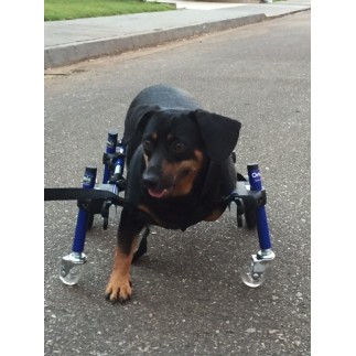 Dog accessory front wheels
