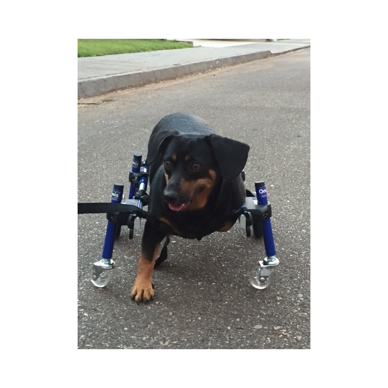 Carrellino Posteriori Per Cani Disabili - Sedia A Rotelle Per Animali 1-10kg - Foto 9