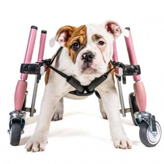 Dog accessory front wheels