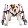 Accesorio ruedas delanteras para perro