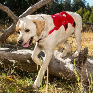 Web Master Harness ruffwear canino