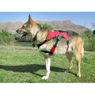 Web Master Harness ruffwear canino