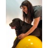 kaufen Physio-Roll Gymnastikball zur Hundephysiotherapie - Rehabilitation