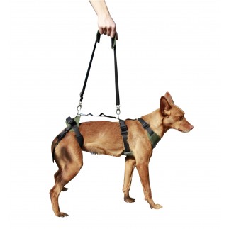 Dog integral harness