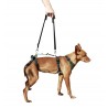 Dog integral harness