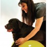 Curso de Iniciación a la Rehabilitación Veterinaria