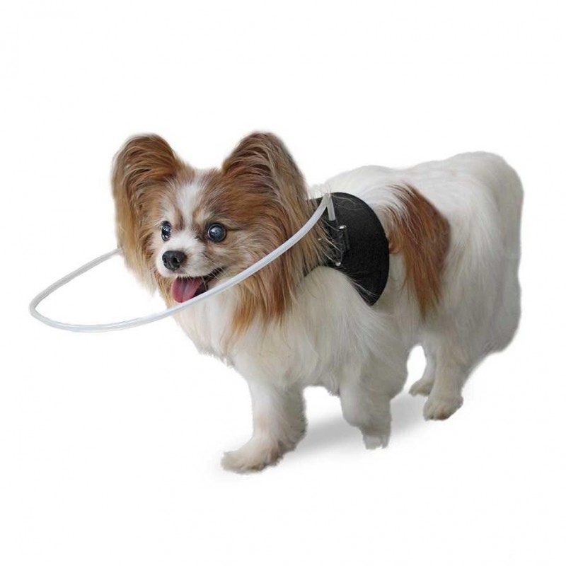 Aro protector para perro ciego