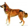 acheter Culotte de protection pour chien - Accessoires pour la maison