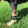 buy Canine Leg weight - Rehabilitation