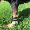 Bracelet lesté pour le renforcement musculaire du chien