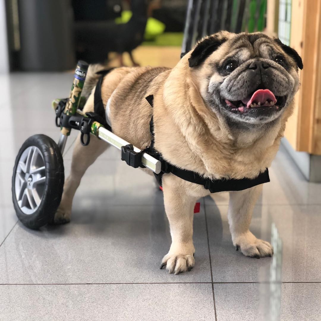 Carrellino per Cani Disabile Blu