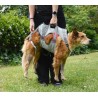 Double Back Harness. Dog harness for disabled