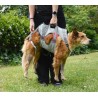 Harnais Double Back de Ruffwear pour chien handicapé ou pour l'alpinisme