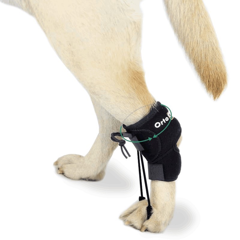 Proprioceptive Corrector