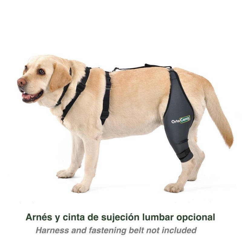 Dog knee brace