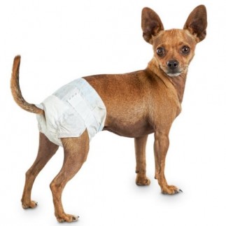 buy Dog diaper - Accessories