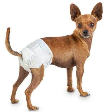 Dog with sales a diaper