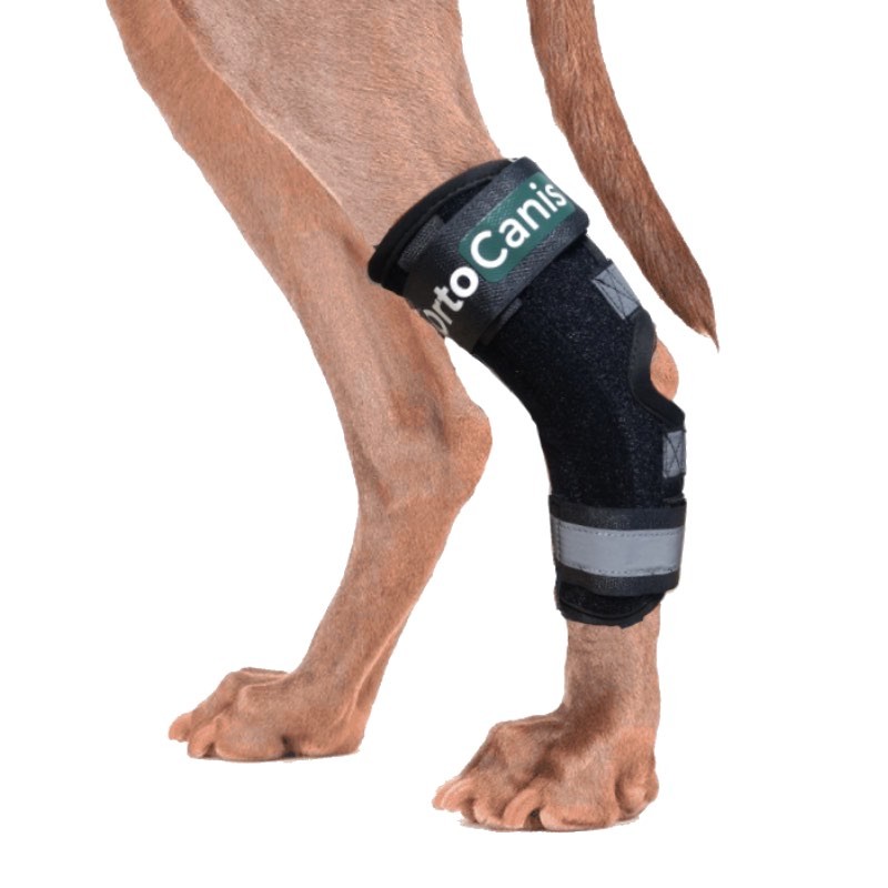 Tarsus support with splints for dogs