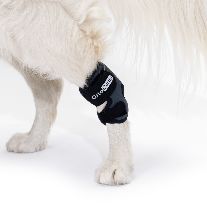 Unterstützung der Fußwurzel bei Hunden mit Osteoarthritis