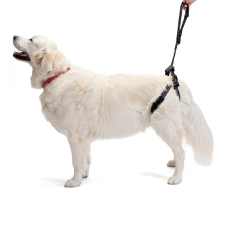 Dog harness for back legs hotsell