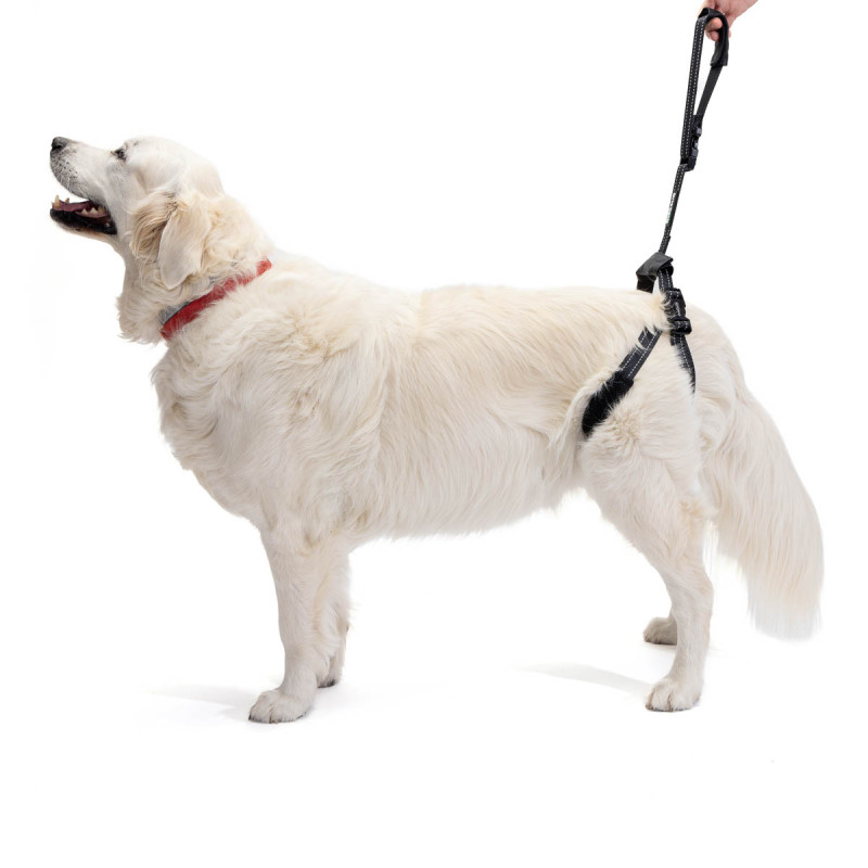 Dog Support Harness