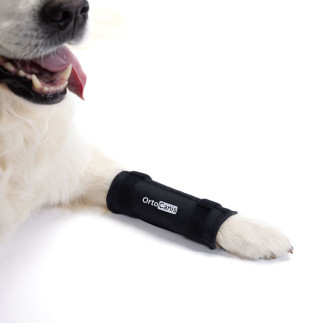 Suport per a gos amb lesió pota anterior