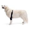 골관절염이 있는 강아지를 위한 팔꿈치 보호대